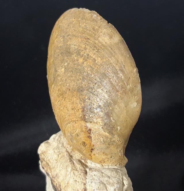 Neocrassina obliqua (LAMARCK 1819) - Bild &copy; FossNet FossilienStore
